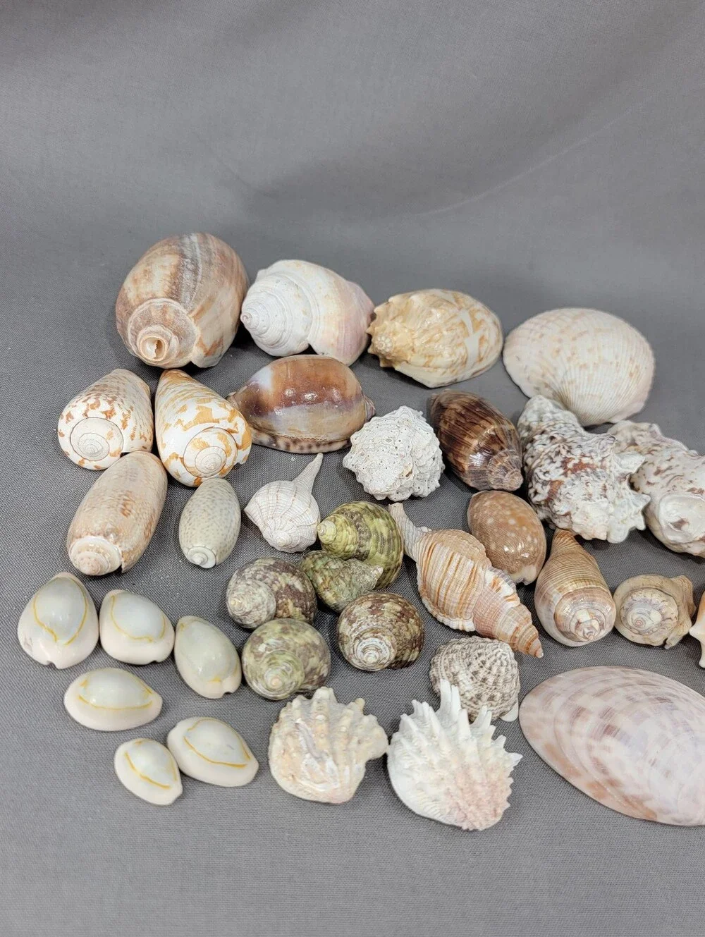 Mixed Shell Seashell Lot Beach Wedding Coastal Nautical Crafts Decor